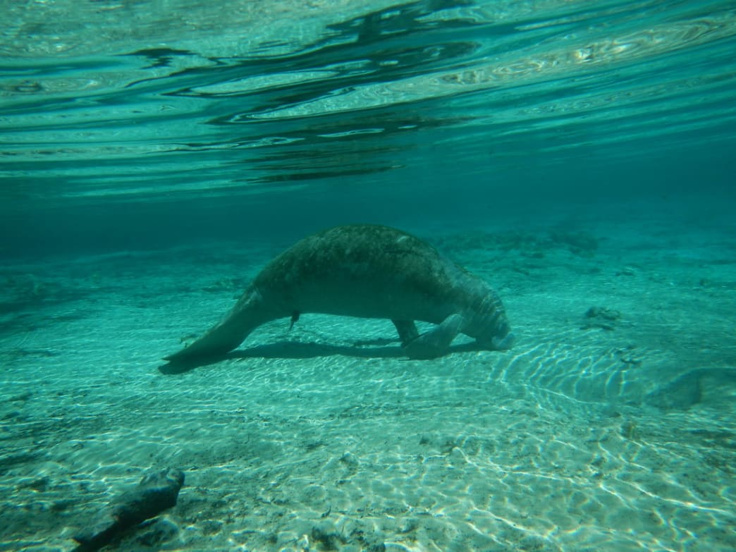 Manatee's Through Out the Florida Springs