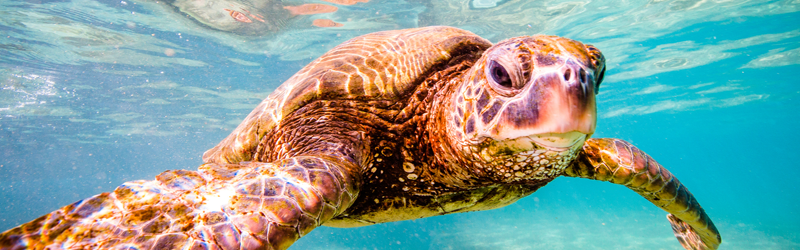 Summer Time Sea Turtle Nesting Season - HOOK 360°
