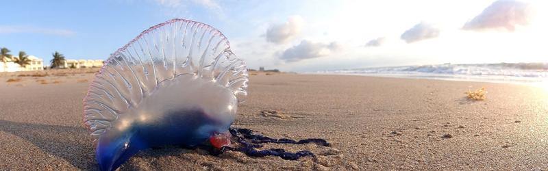 Is a Portuguese man o' war a Jellyfish? - HOOK 360°