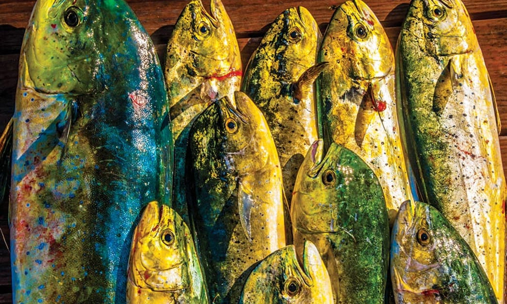 How to Catch Dolphin (Mahi) on Light Tackle in the Northeast