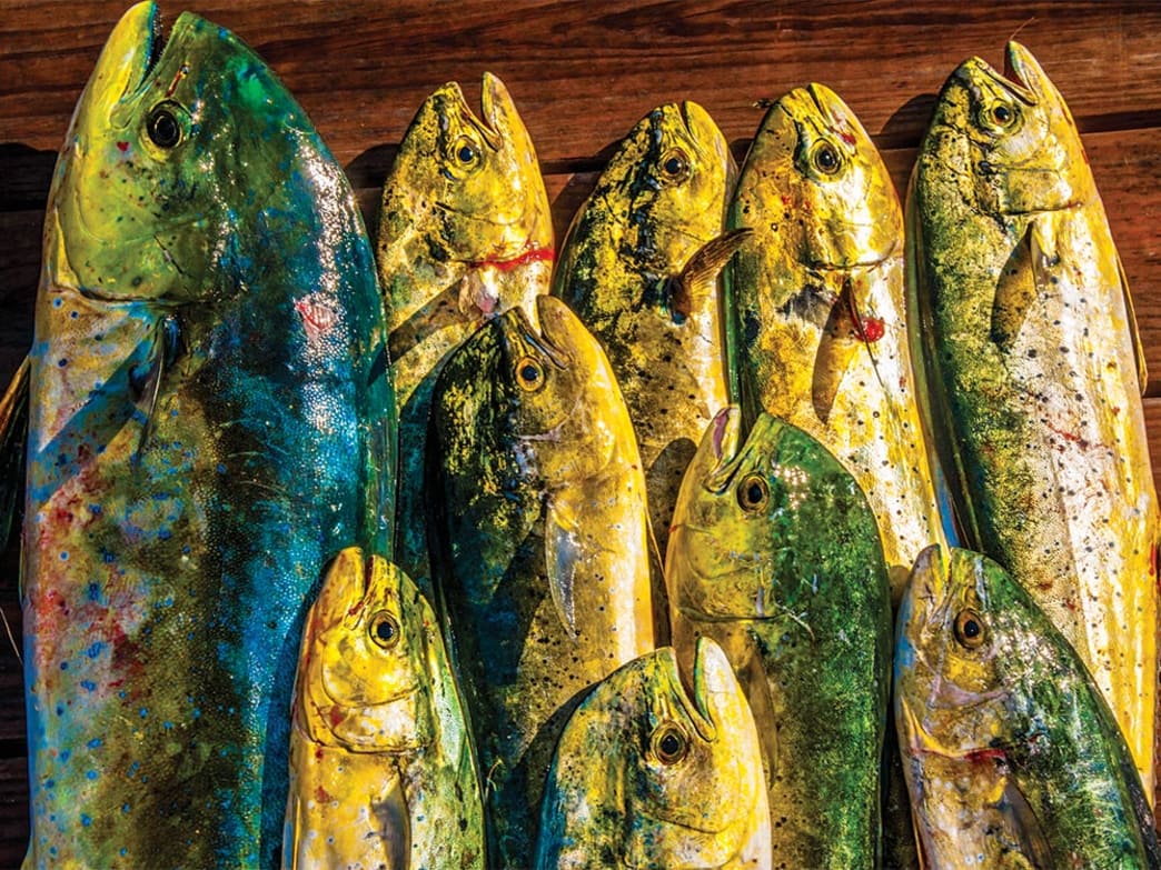 How to Catch Dolphin (Mahi) on Light Tackle in the Northeast