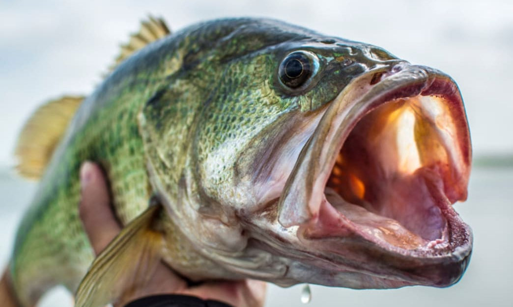 Tips for Winter Bass Fishing