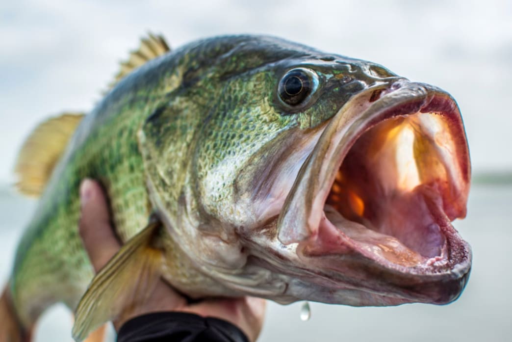 Tips for Winter Bass Fishing