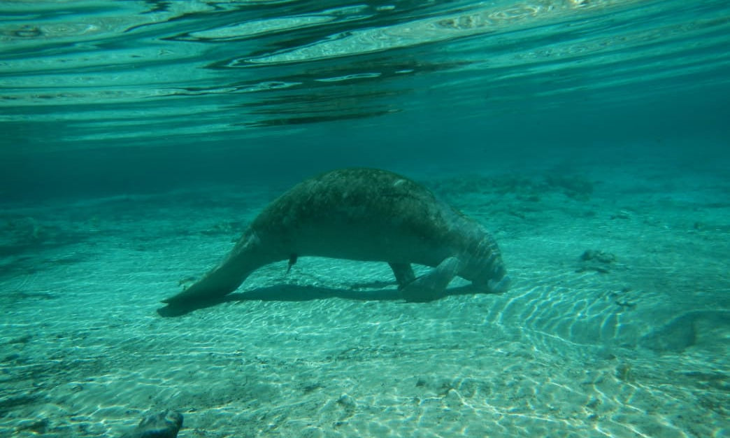 Manatee's Through Out the Florida Springs
